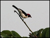 Click here to enter gallery and see photos/pictures/images of of Red-capped Cardinal
