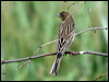 red_headed_bunting_16796