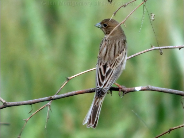 Red-headed Bunting red_headed_bunting_16796.psd