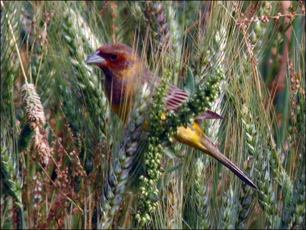 Red-headed Bunting red_headed_bunting_16802.psd