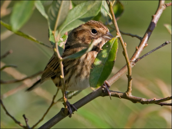 Common Reed Bunting reed_bunting_140340.psd