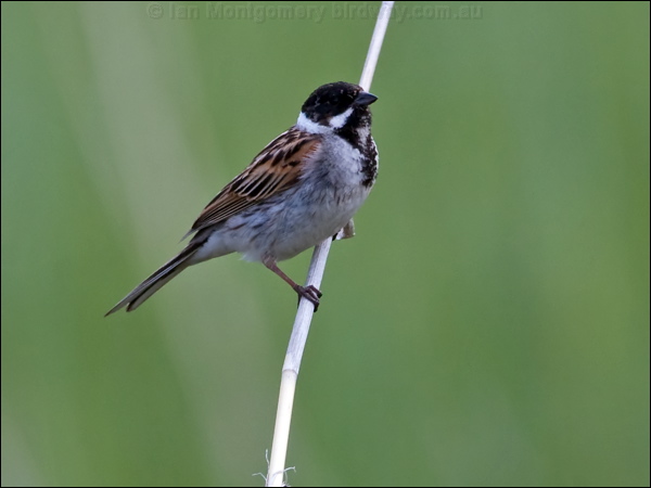 Common Reed Bunting reed_bunting_143390.psd