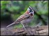 Click here to enter gallery and see photos/pictures/images of of Rufous-collared Sparrow