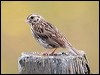 Click here to enter gallery and see photos/pictures/images of of Savannah Sparrow