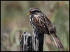 Click here to enter gallery and see photos/pictures/images of of Song Sparrow