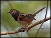 Click here to enter gallery and see photos/pictures/images of of Spotted Towhee