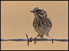 Click here to enter gallery and see photos/pictures/images of of Vesper Sparrow