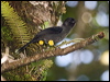 Click here to enter gallery and see photos/pictures/images of Yellow-thighed Finch