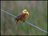 yellowhammer_133567