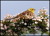 Click here to enter gallery and see photos/pictures/images of Yellowhammer