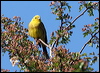 yellowhammer_54486