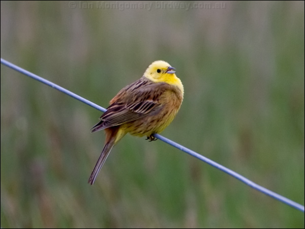 Yellowhammer yellowhammer_133567.psd