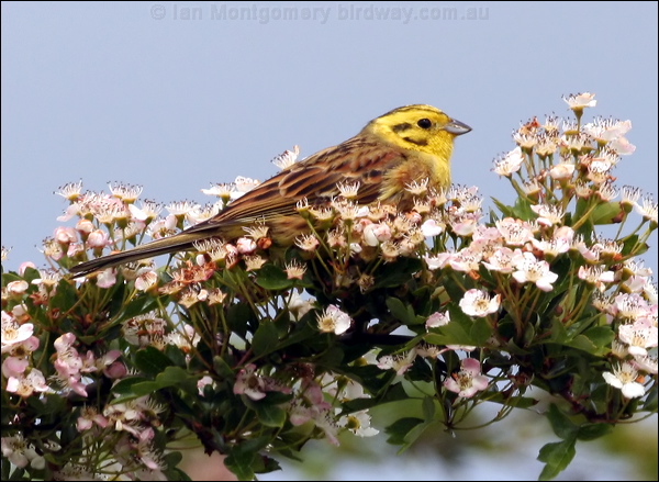 Yellowhammer yellowhammer_52832.psd