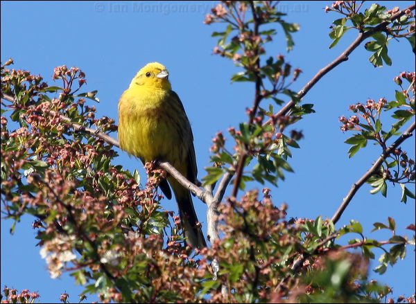 Yellowhammer yellowhammer_54486.psd