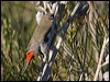 beautiful_firetail_154638
