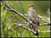beautiful_firetail_164129