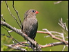 beautiful_firetail_164136