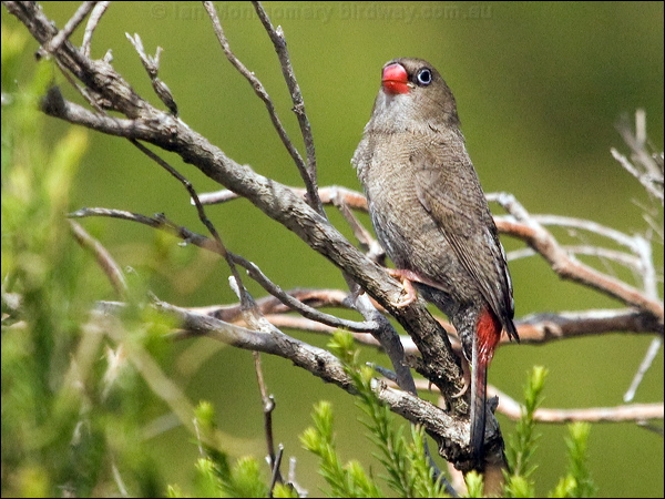 Beautiful Firetail beautiful_firetail_164129.psd