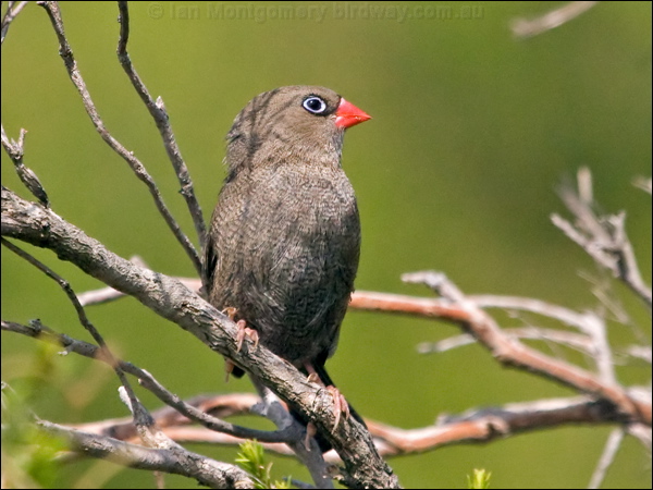 Beautiful Firetail beautiful_firetail_164136.psd