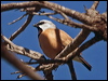 Click here to enter Black-throated Finch photo gallery
