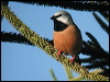 Click here to enter gallery and see photos of Black-throated Finch