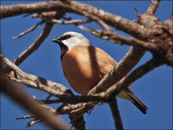 Black-throated Finch black_throat_finch_210436.psd