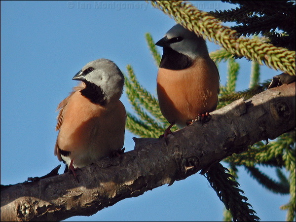 Black-throated Finch black_throated_finch_16385.psd