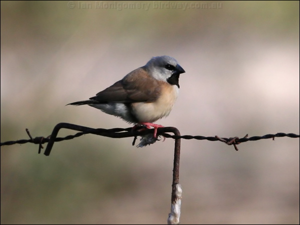 Black-throated Finch black_throated_finch_42928.psd