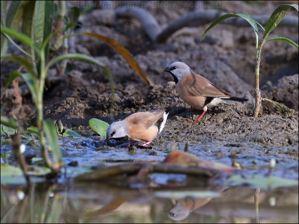 Black-throated Finch black_throated_finch_42963.psd