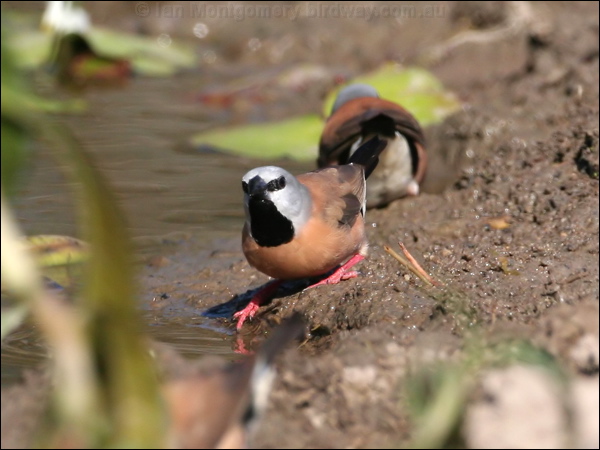 Black-throated Finch black_throated_finch_43030.psd