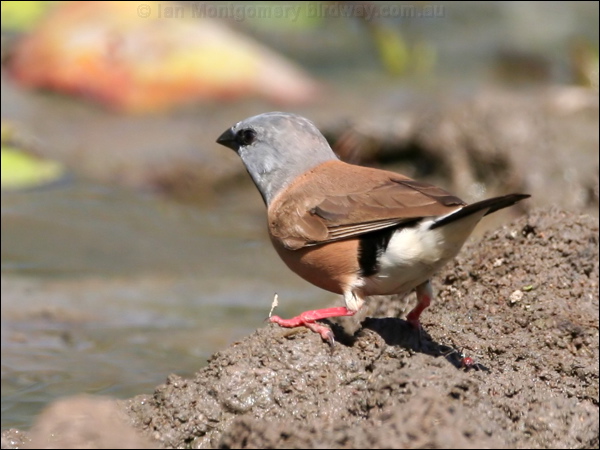 Black-throated Finch black_throated_finch_43090.psd