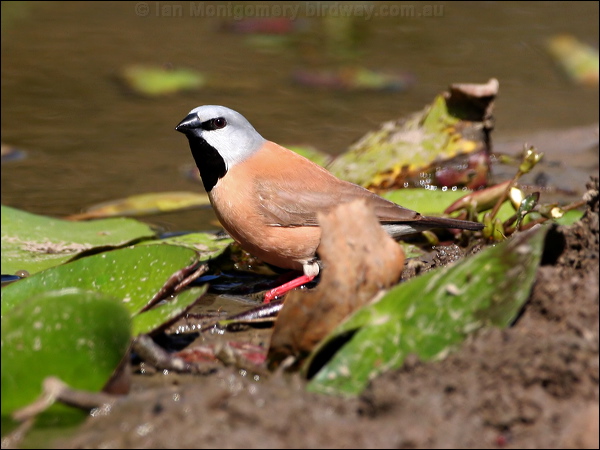 Black-throated Finch black_throated_finch_43099.psd
