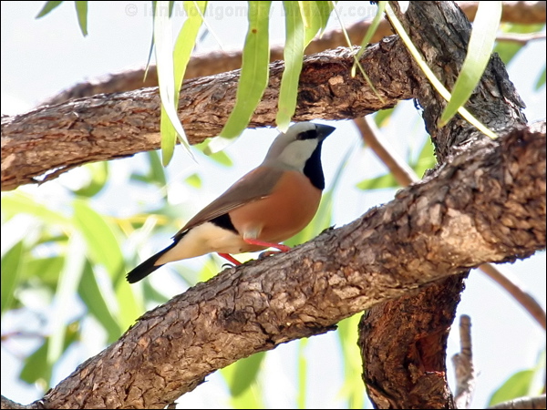 Black-throated Finch black_throated_finch_62195.psd