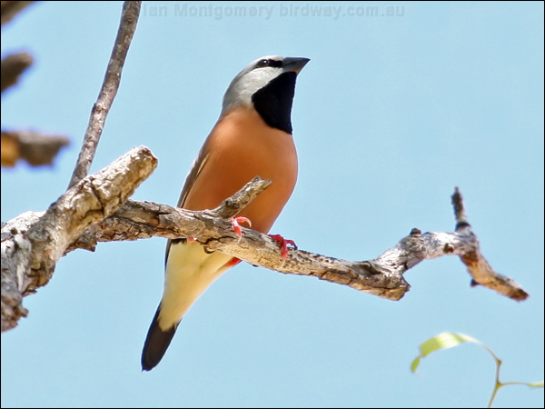 Black-throated Finch black_throated_finch_62237.psd