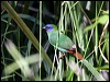 bluefaceparrotfinch_12797
