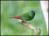bluefaceparrotfinch_46726