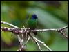 bluefaceparrotfinch_84566