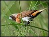 Click here to enter gallery and see photos of Chestnut-breasted Mannikin