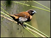 ch_br_mannikin_15348