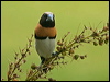 ch_br_mannikin_157008