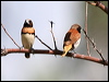ch_br_mannikin_48492