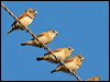 ch_br_mannikin_57271