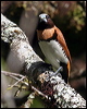 ch_br_mannikin_62542
