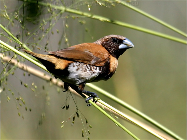 Chestnut-breasted Mannikin ch_br_mannikin_15348.psd