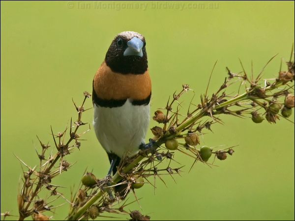 Chestnut-breasted Mannikin ch_br_mannikin_157008.psd