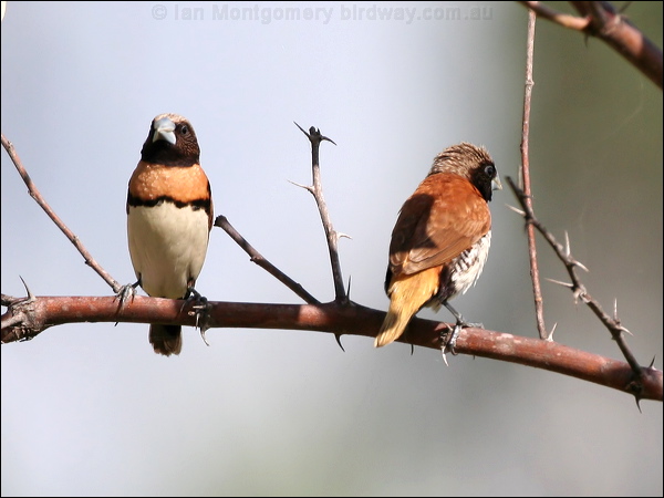 Chestnut-breasted Mannikin ch_br_mannikin_48492.psd