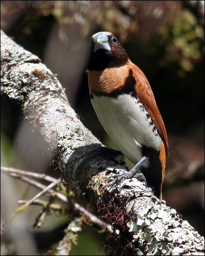 Chestnut-breasted Mannikin ch_br_mannikin_62542.psd