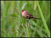 common_waxbill_165439
