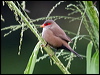 common_waxbill_165446