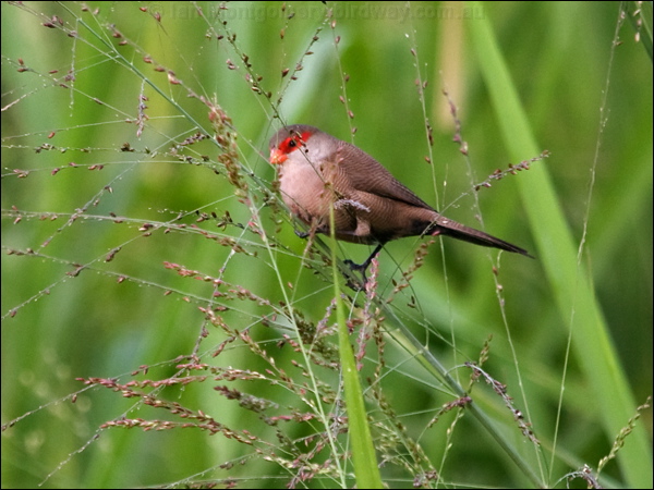 Common Waxbill common_waxbill_165439.psd